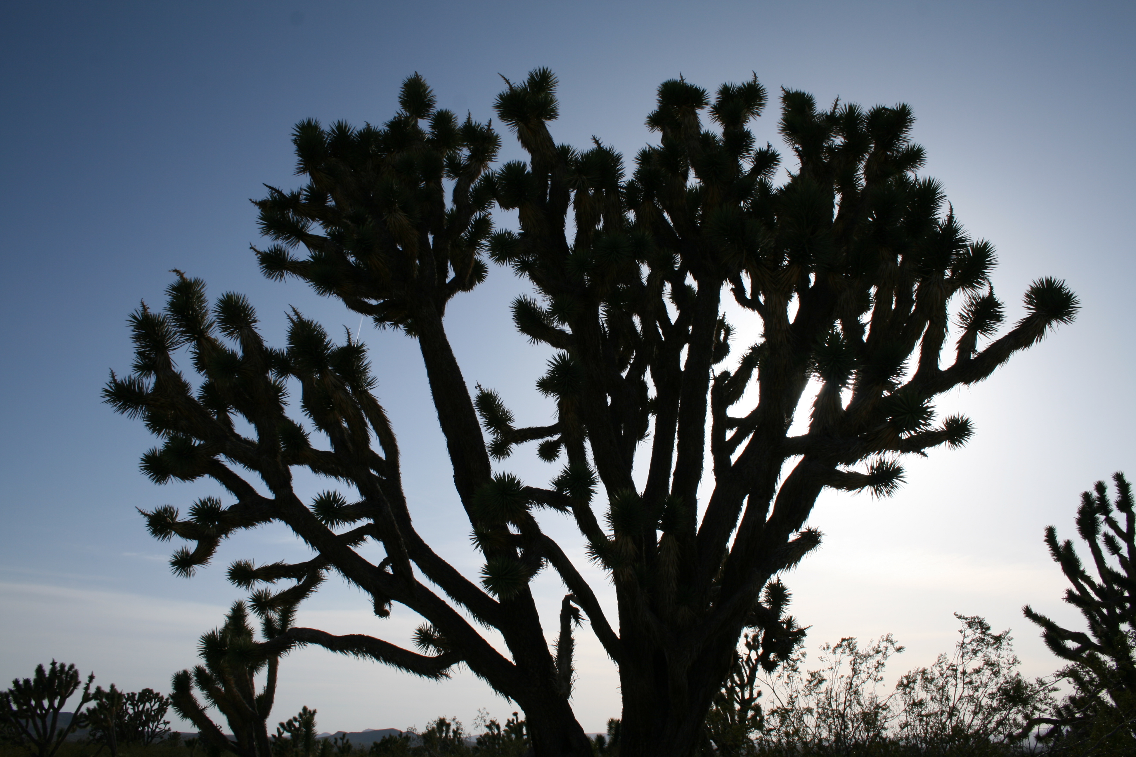 Joshua trees | Mojave National Preserve