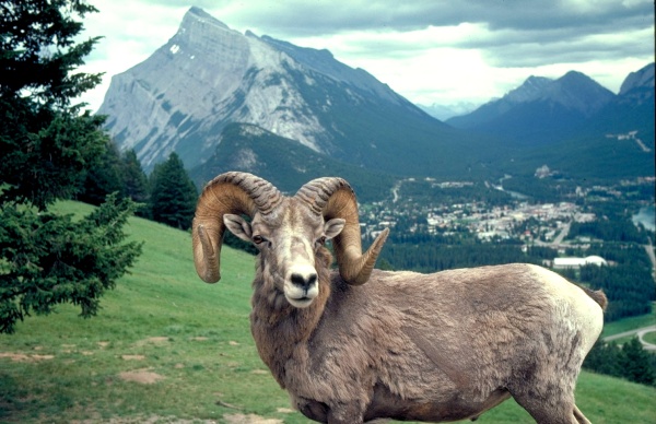 dieren canada Big Horn Sheep Banff National Park 2973 49 big