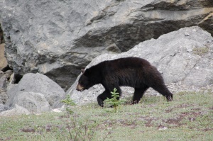 wildlife, de zwarte beer | Algonquin