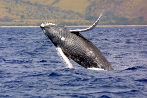 bultrug walvis (Humpback Whale) | Bay of Fundy