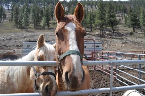 paardrijexcursies | Cheyenne
