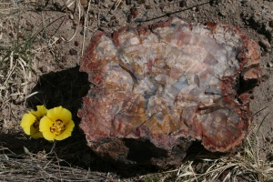 fosiel van plant of dier | Petrified Forest National Park