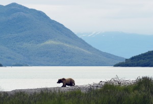 Grizzly langs het water | Richardson Highway