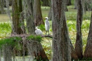 baby zilverreigers op het nest | Tallahassee FL