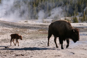 bison met jong | Yellowstone National Park