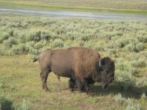 bison op de vlakte | Zion National Park