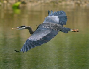 blauwe reiger (Blue Heron) | Shearwater