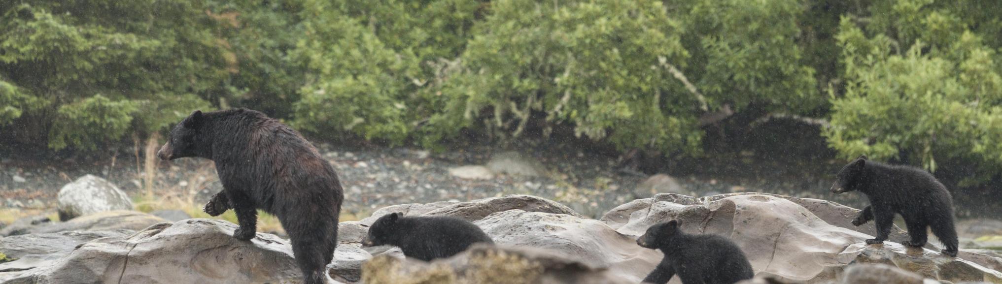 Canada  Bearwatching in Tofino