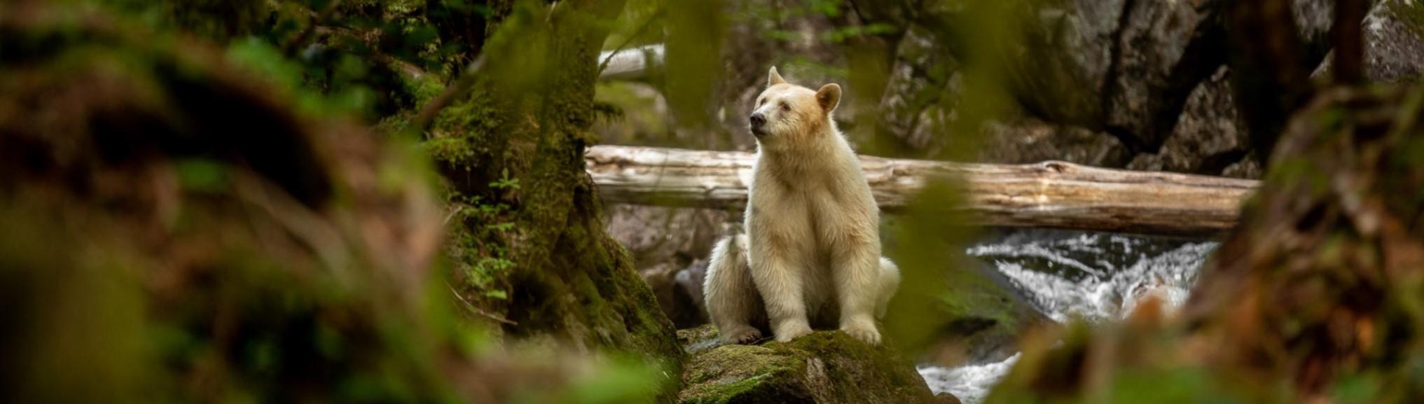 ©Spirit Bear Lodge