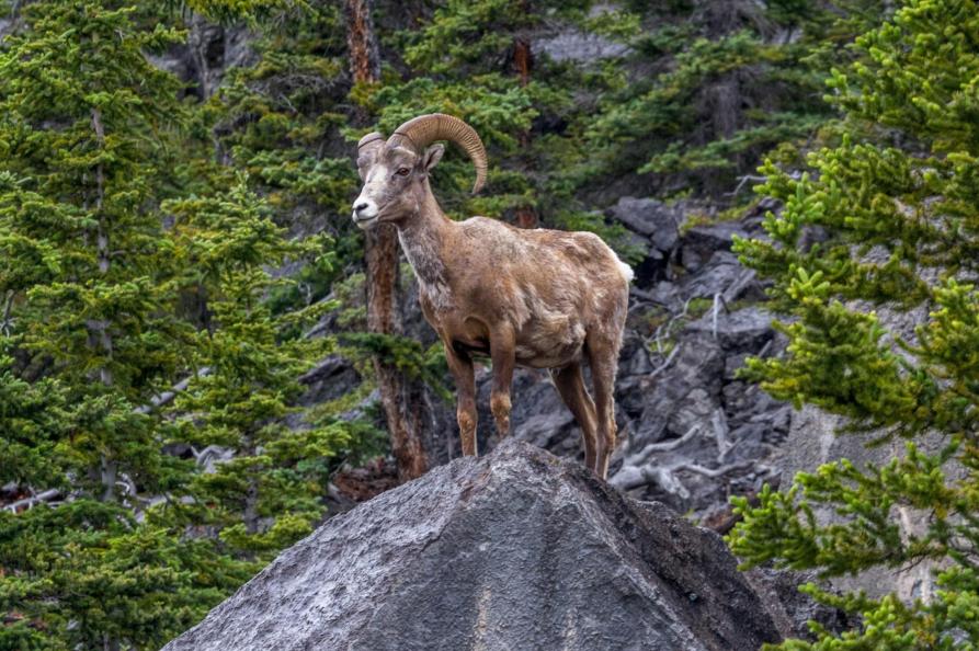 Canada - Wildlife in de Rocky Mountains
