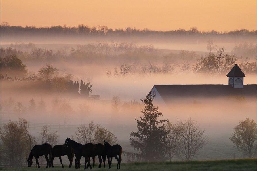 USA - Kentucky - Lexington horses