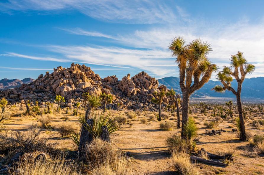 USA - Joshua Tree National Park