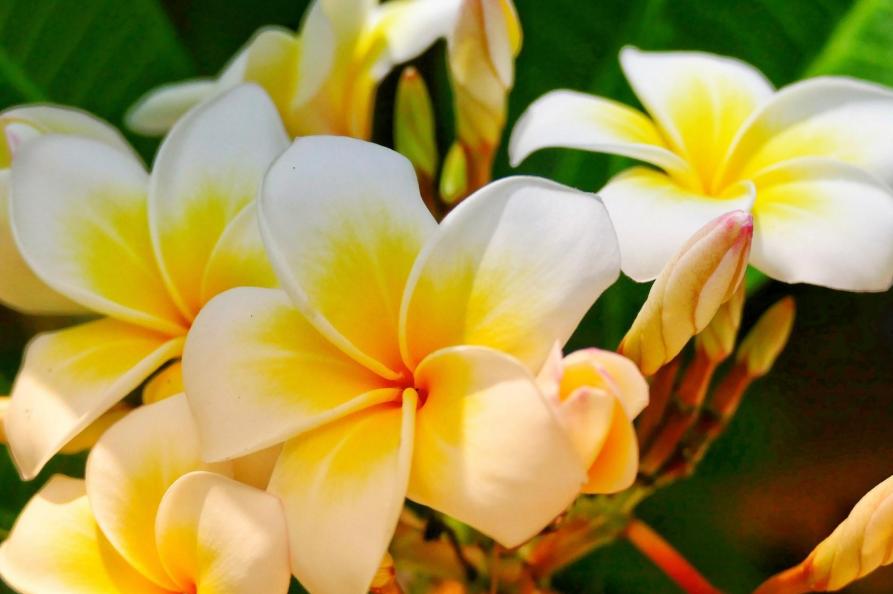 USA - Hawaii  