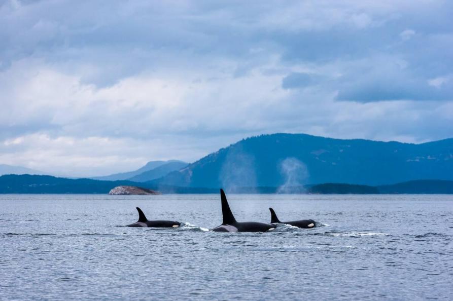 Canada  Orca's bij Vancouver Island