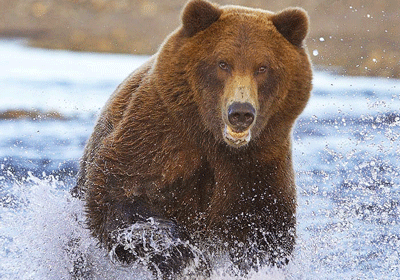 bear Katmai