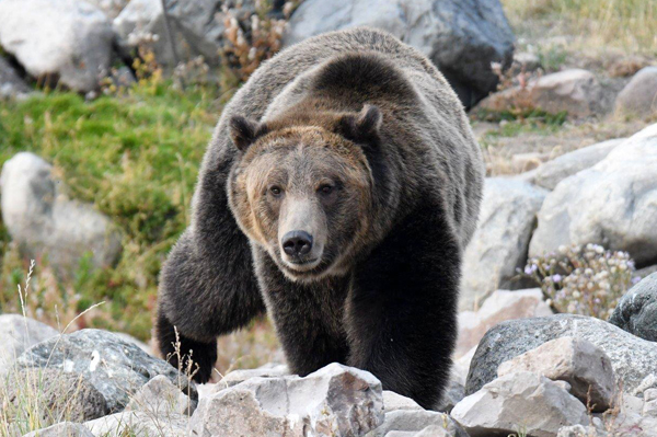 Grizzlyberen en wolven | West Yellowstone