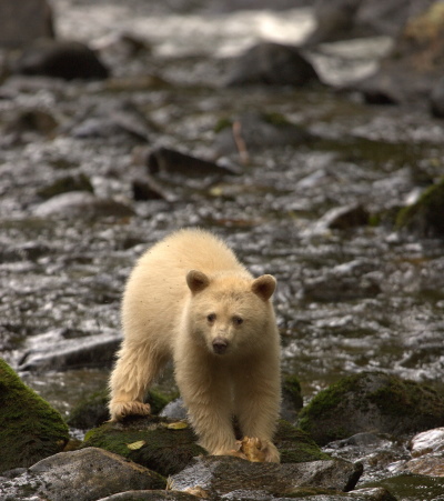 Spirit bear