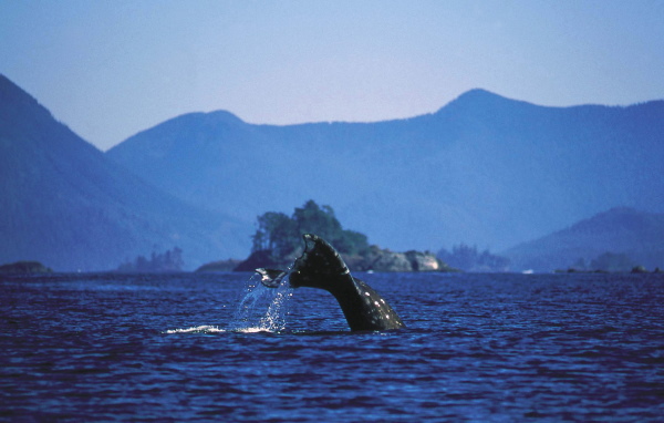 inside passage grey whale