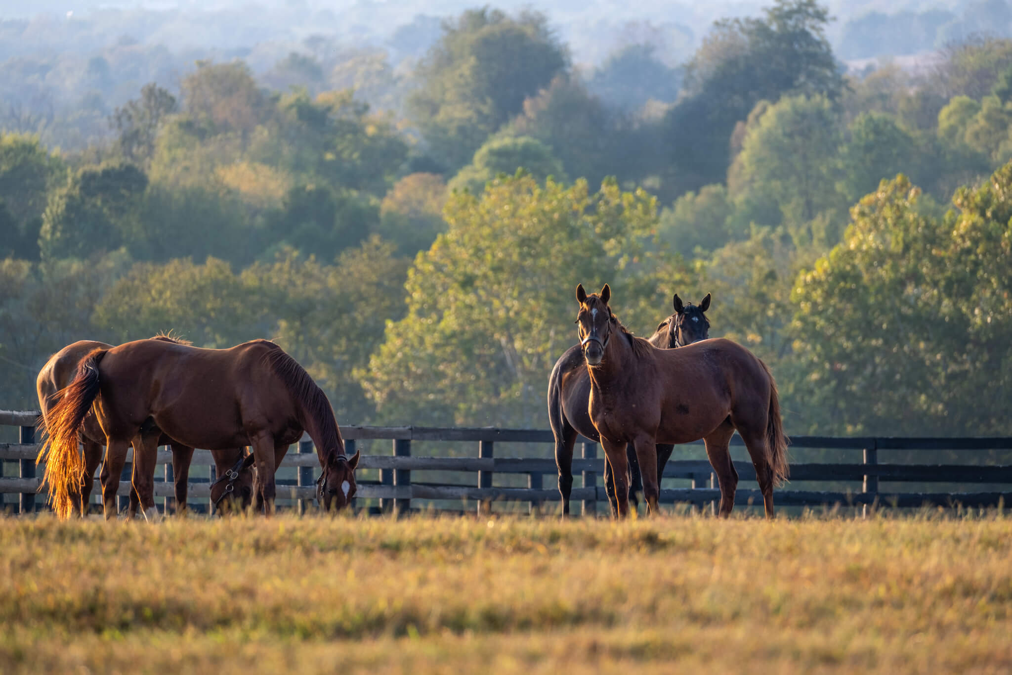 Kentucky Bluegrass Trails Rondreis Zuidoost-Amerika