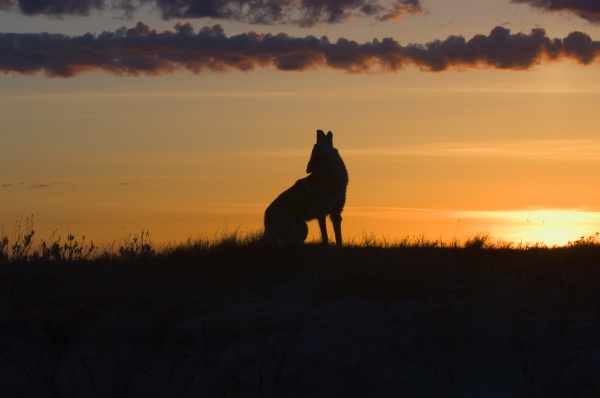 Coyote howling