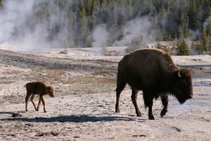 YNP, mother and child