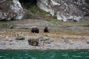 Grizzly beren | Admiralty Island