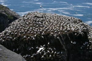 Gannet Rock (Jan-van-Gent) | Avalon Peninsula, NL