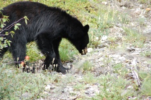 zwarte beer (Black Bear) | Banff National Park