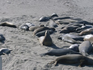 zeehonden (seals) | Big Sur