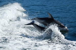dolfijnen | Campbell River