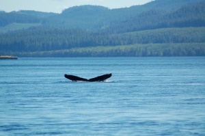 bultrug walvis | Campbell River