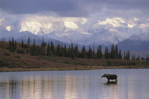 een eland in de Chitina River | Chitina