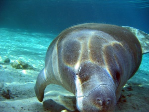 zeekoe (Manatee) in de heldere wateren | Chrystal River