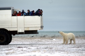 Polar Bear excursie | Churchill