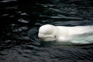 witte dolfijn (Beluga) | Cook Inlet