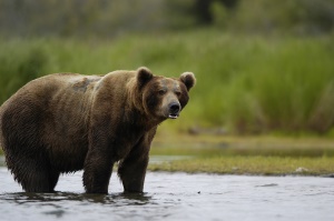 Grizzly Bear in Katmai National Park | Cordova