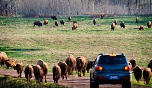 Elk Island National Park | Edmonton