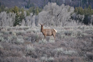 een hertz kijkt terug terwijl die gefotografeerd wordt | Estes Park