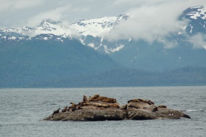 zeeleeuwen aan het uitrusten | Glacier Bay National Park