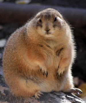 een geelbuikmarmot (yellow bellied marmot) | Glacier NP Canada