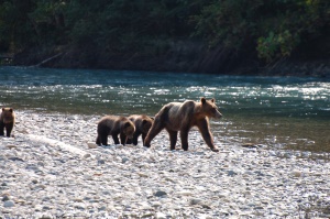 moedergrizzly met 3 jongen | Glacier NP Canada