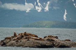 zeeleeuwen aan het uitrusten op een rots | Golf van Alaska