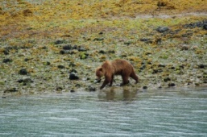 grizzly beer op zoek naar eten | Golf van Alaska