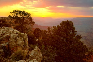 enkele bomen in Grand Canyon National Park | Grand Canyon National Park