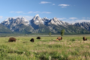 grazende bisons | Grand Teton National Park