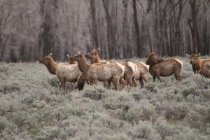 een grazende kudde Wapiti herten | Grand Teton National Park