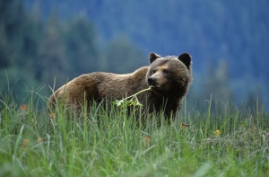 een grizzly voed zich met gras | Great Bear Lodge Canada