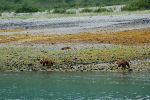 grizzlies op zoek naar eten | Gustavus