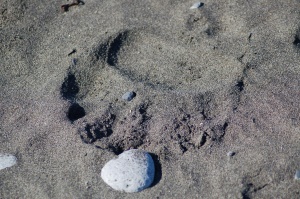 pootafdruk van een grizzly | Hallo Bay