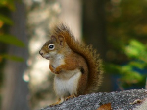 eenkhoorntje (squirrel) | Hanover